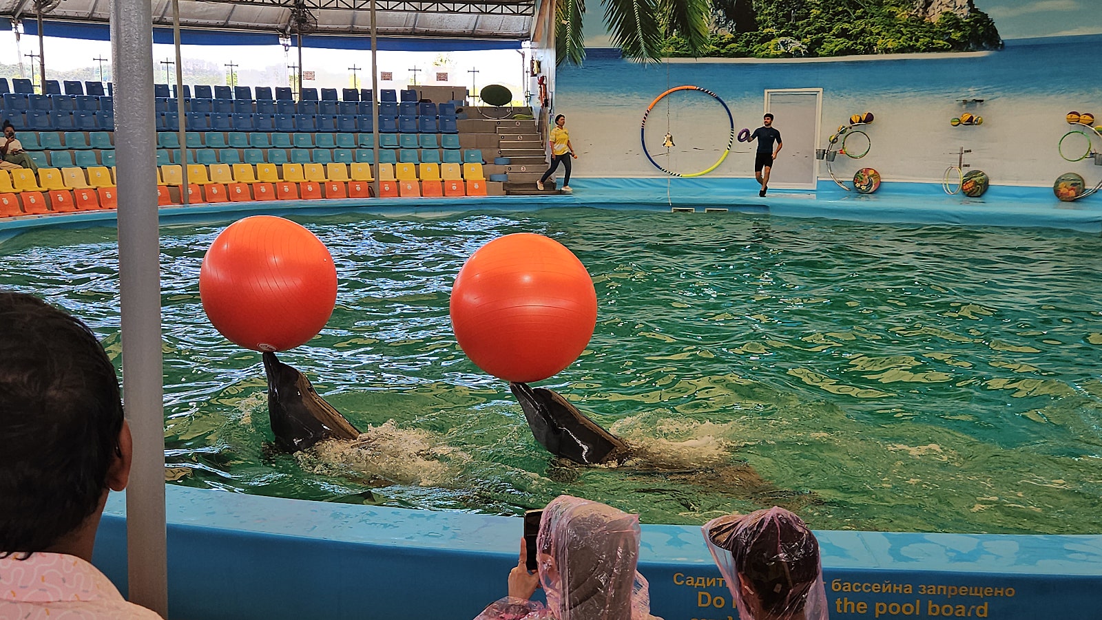 재주 부리는 돌고래 한 컷